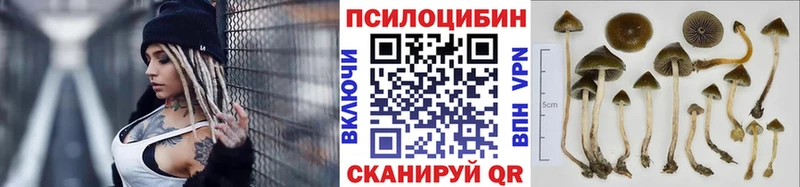 где можно купить наркотик  Донецк  Галлюциногенные грибы Psilocybe 